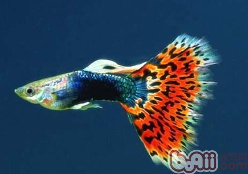 孔雀魚