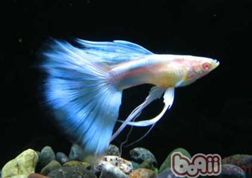 孔雀魚