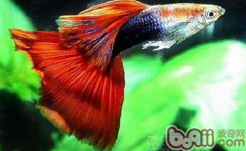 孔雀魚