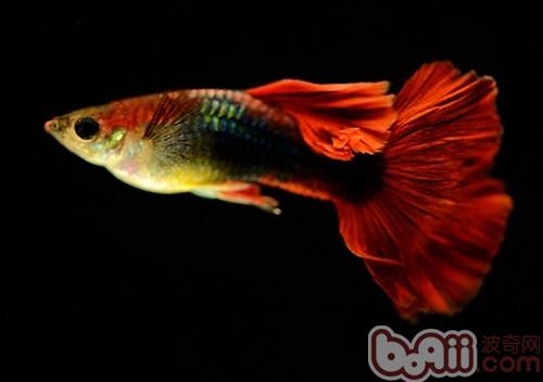 孔雀魚