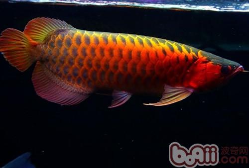 龍魚