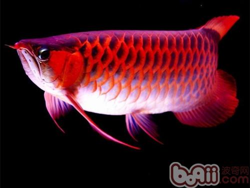 龍魚