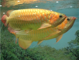 龍魚