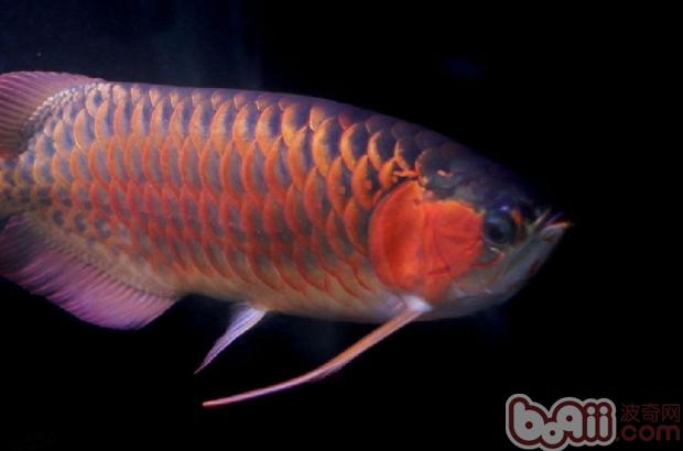 龍魚