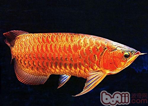 龍魚
