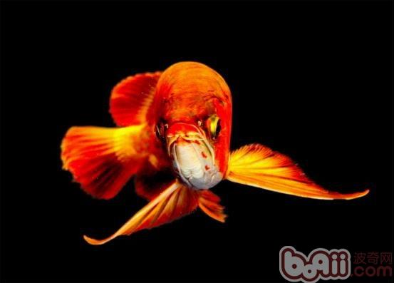 龍魚