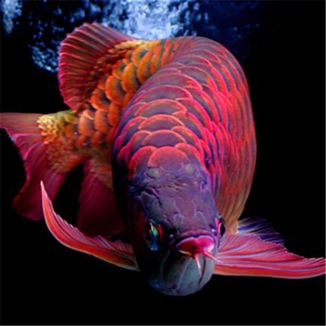 龍魚