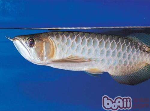 青龍魚