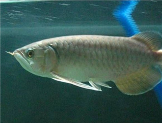 青龍魚