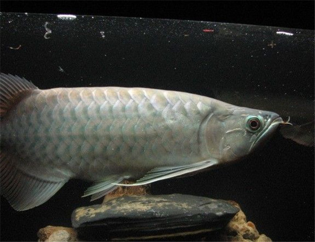 青龍魚