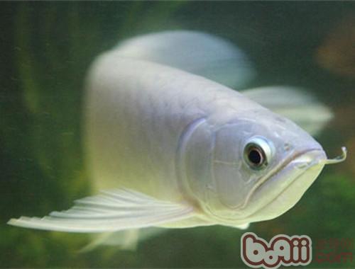 青龍魚