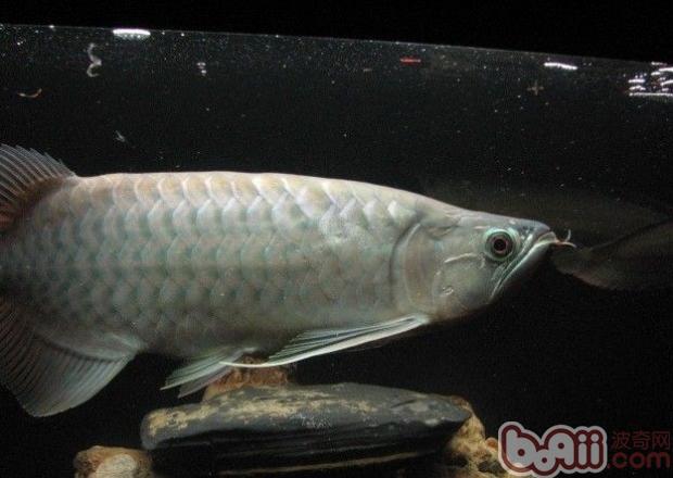 青龍魚