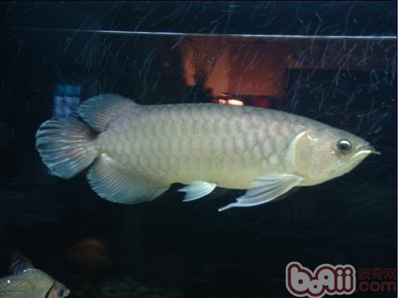 青龍魚