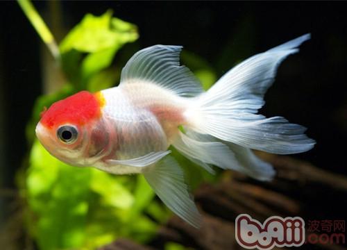 金魚