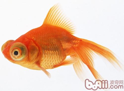 金魚