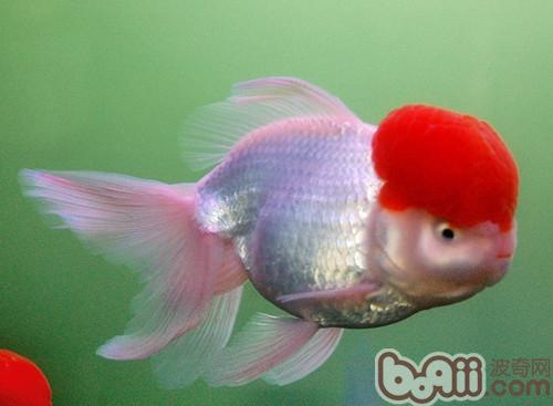 金魚