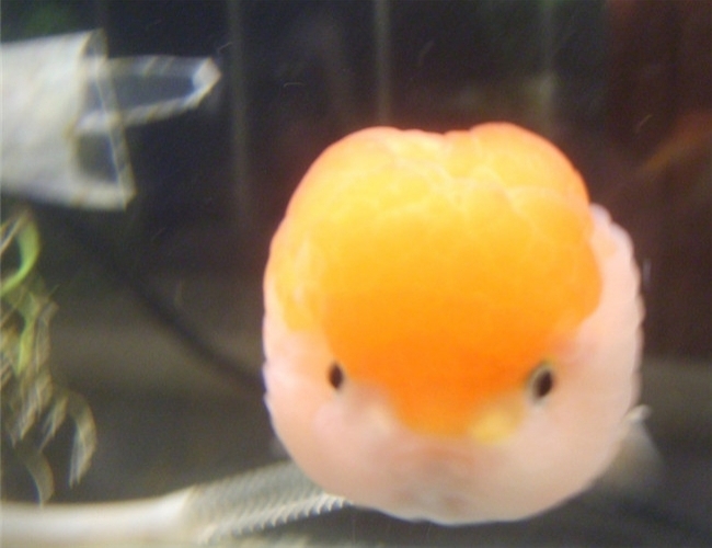 金魚