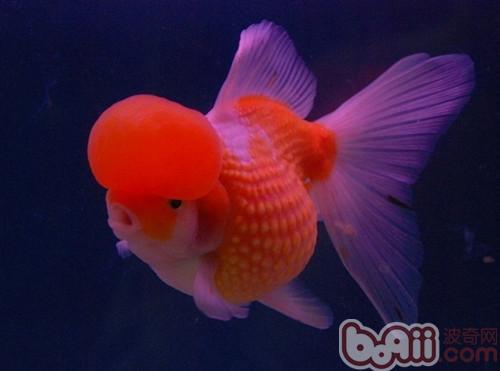 金魚