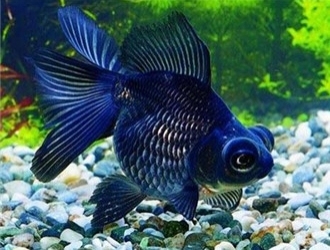 金魚