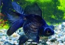 金魚