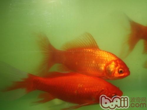 金魚
