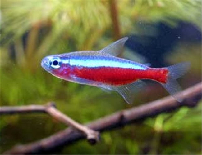 寶蓮燈魚