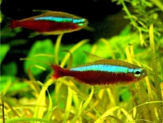 寶蓮燈魚