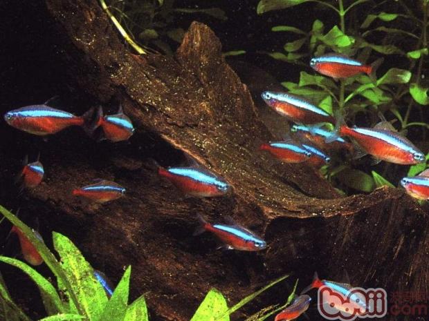 寶蓮燈魚