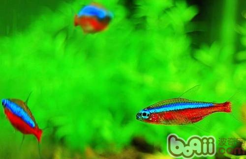 寶蓮燈魚