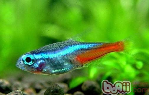 寶蓮燈魚