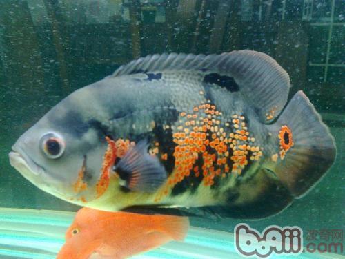 地圖魚