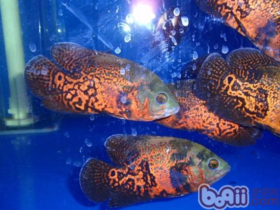 地圖魚