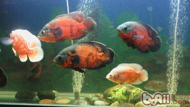 地圖魚