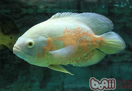 地圖魚