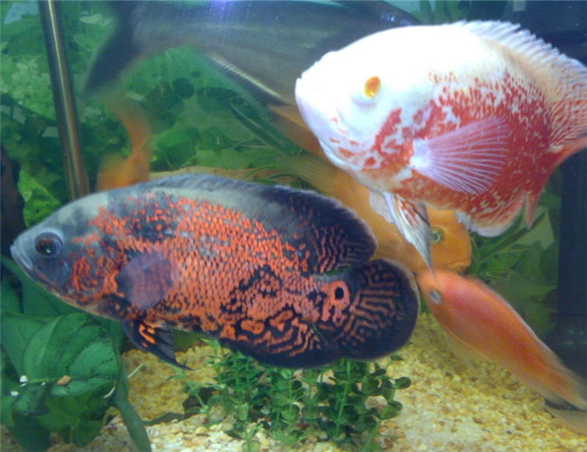 地圖魚