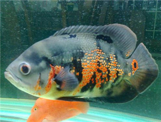 地圖魚