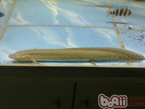 非洲肺魚