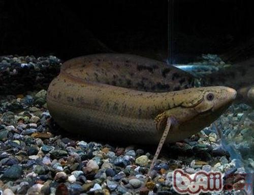 非洲肺魚