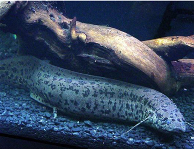 非洲肺魚