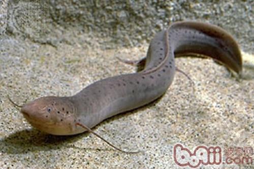 非洲肺魚