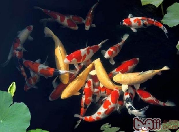 錦鯉
