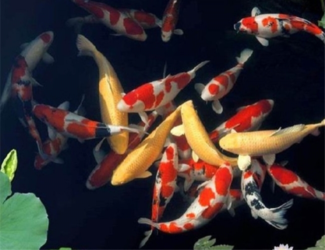 錦鯉