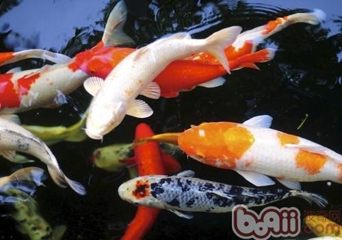 錦鯉