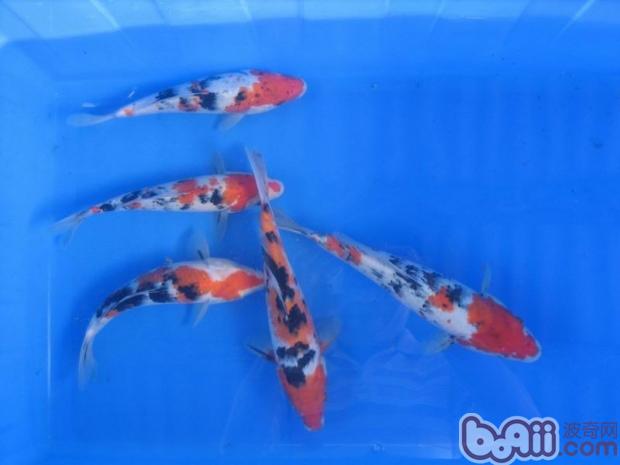 大正三色錦鯉