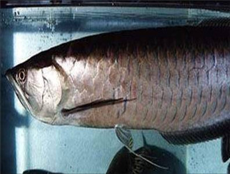 黑龍魚