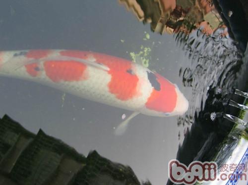 大正三色錦鯉