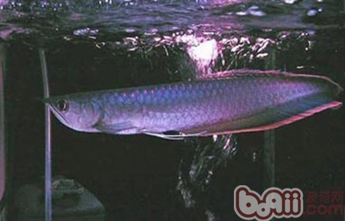 黑龍魚