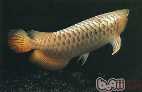 黑龍魚