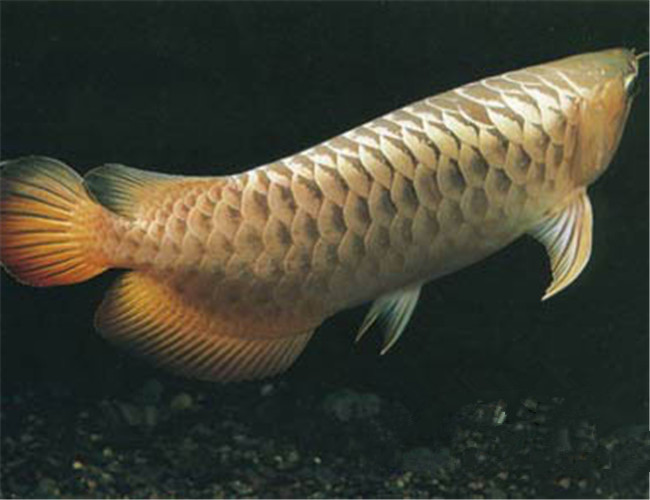 黑龍魚