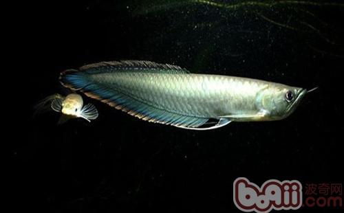 黑龍魚